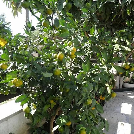 In Gornje Petrcane, With Wonderful Sea View And Enclosed Garden Apartmán Petrcane