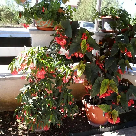 In Gornje Petrcane, With Wonderful Sea View And Enclosed Garden * Petrcane
